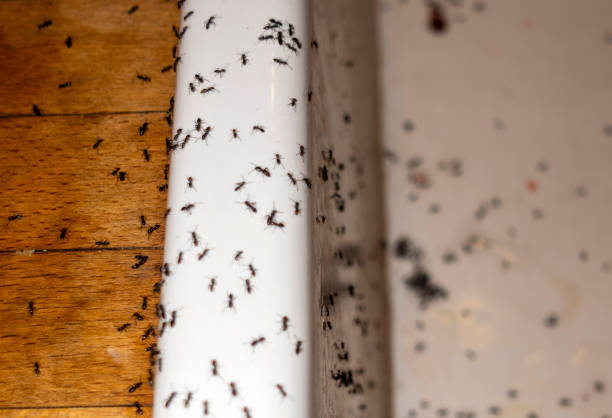 Best Affordable Pest Control Services  in Clemson University, SC