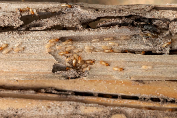 Best Residential Pest Control  in Clemson University, SC